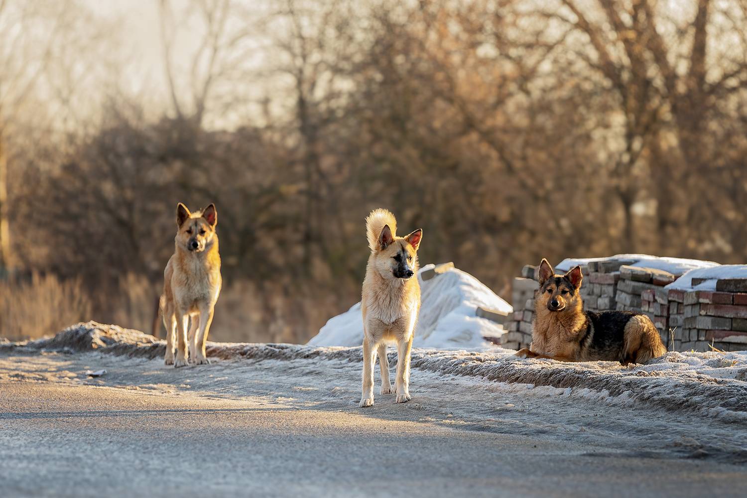 , Елена Самусенкова