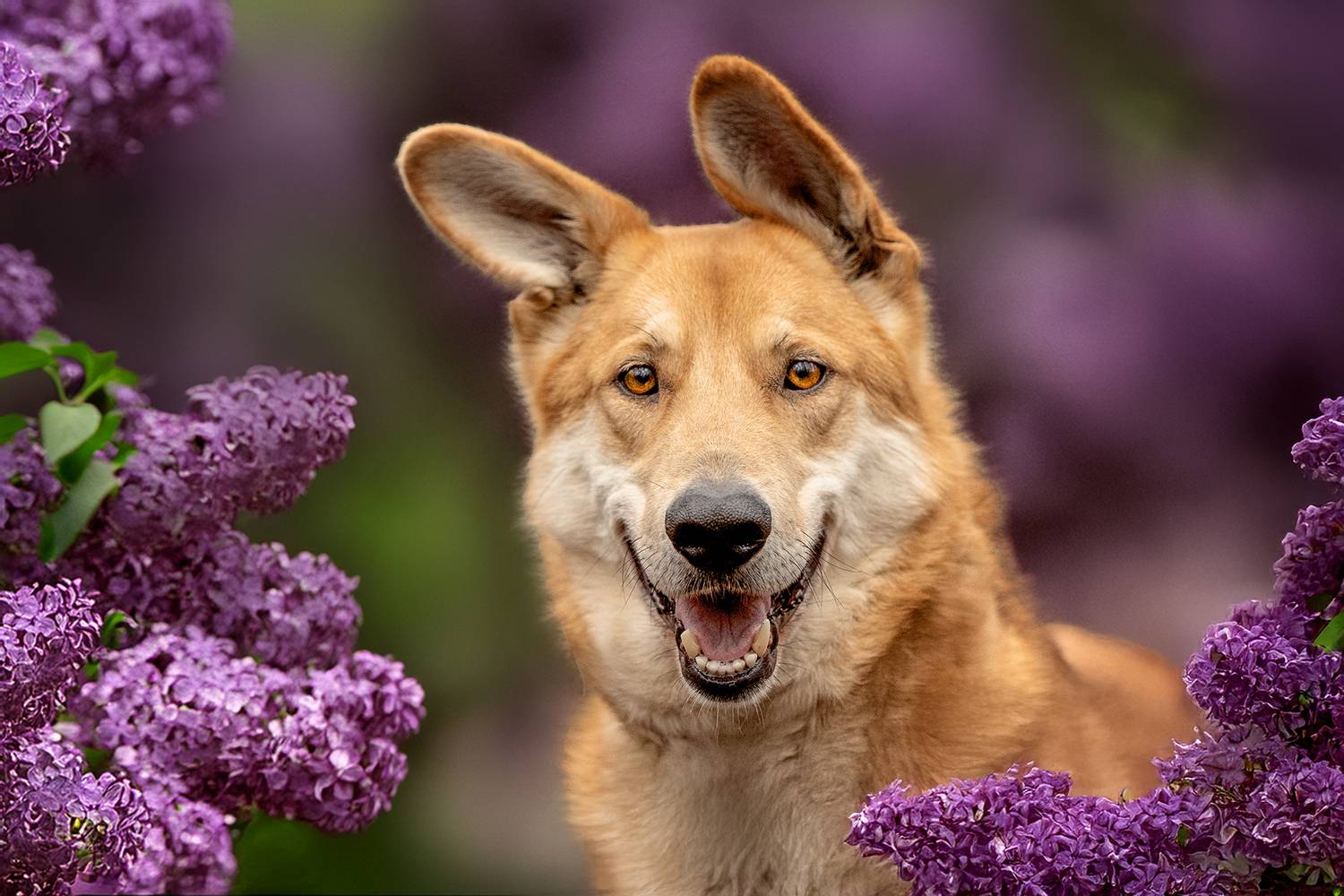 , Елена Самусенкова
