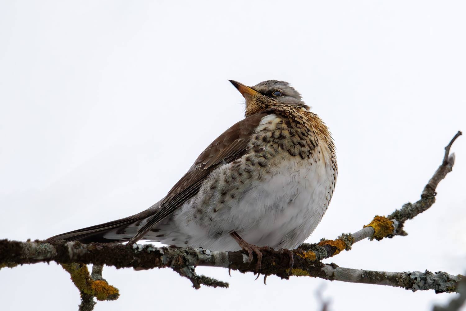 , Морозов Сергей
