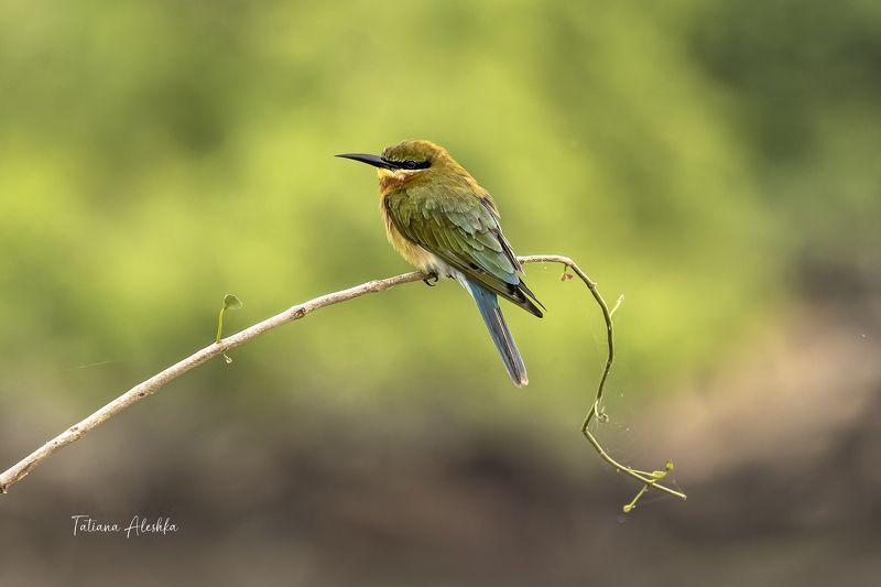 Синехвостая щурка (Blue-tailed bee-eater). фото превью
