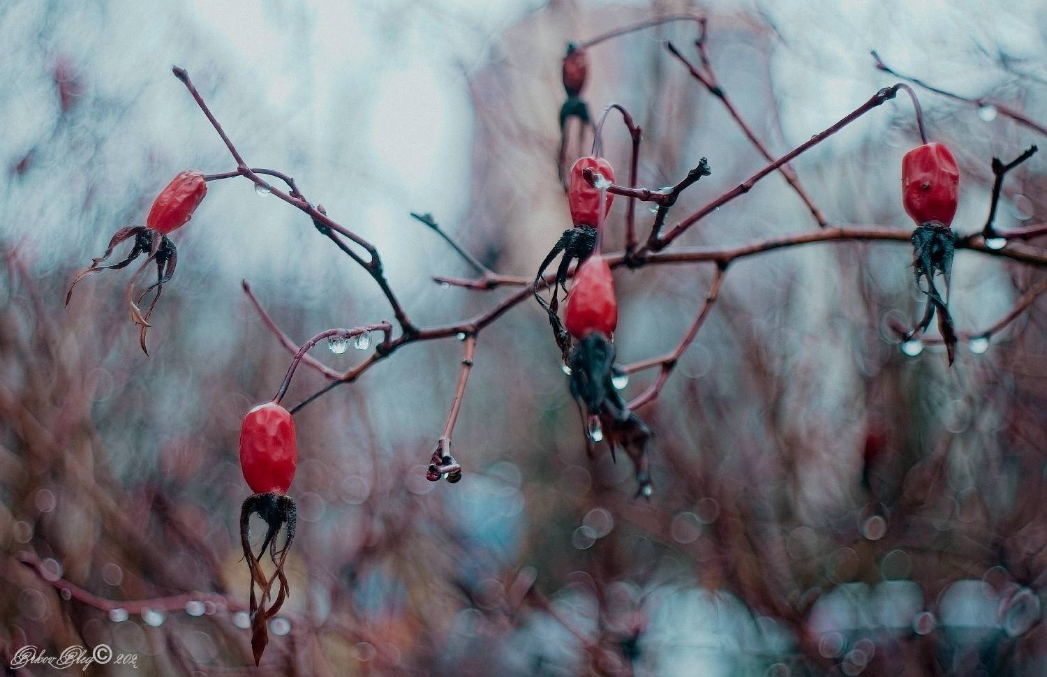 , Орлов Олег