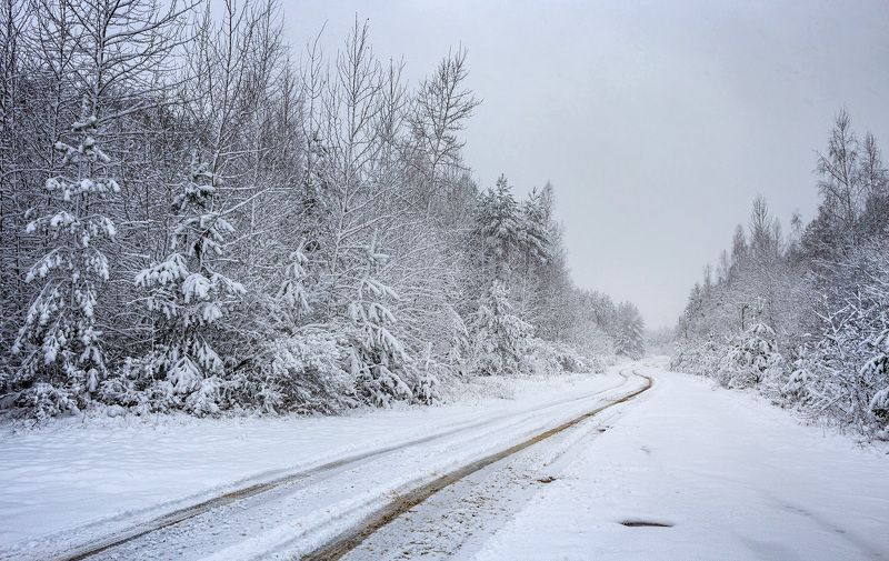 зима, снег, дорога, ёлки Тихий голос зимы фото превью