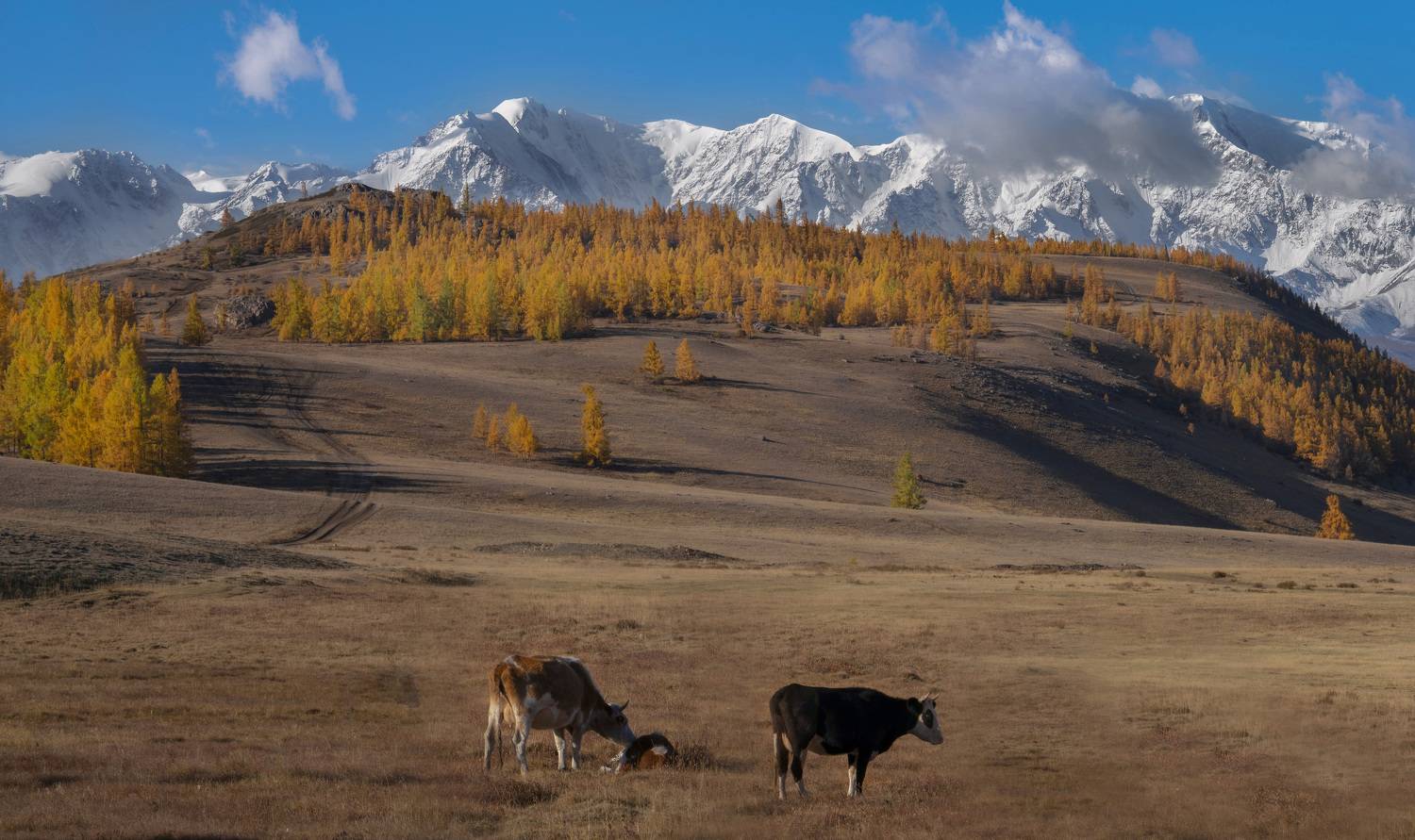 коровы, горный алтай, пейзаж, алтай, Галина Дейнекина