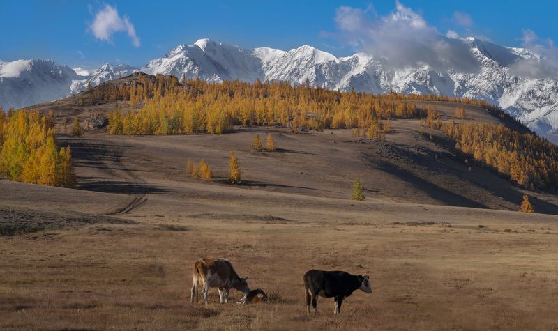 коровы, горный алтай, пейзаж, алтай Горный Алтай фото превью
