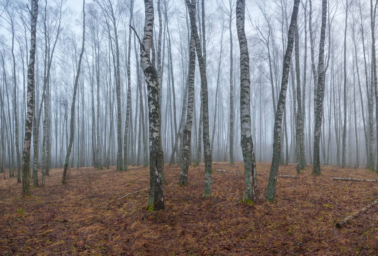 лес, туман, Свистков Александр