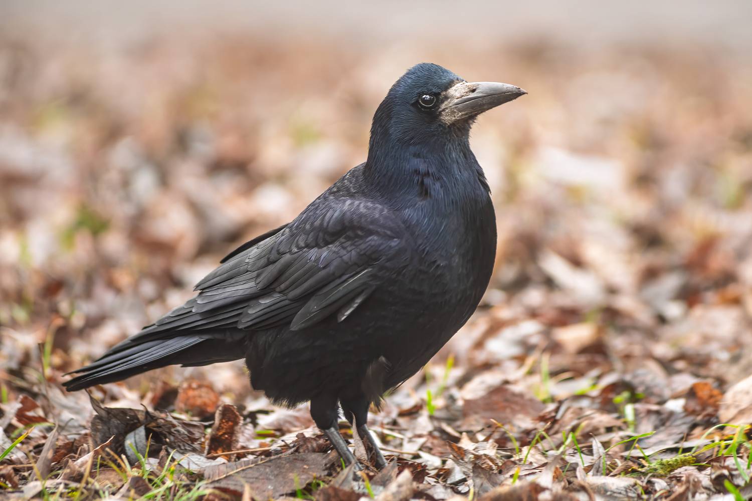 животные, птицы, грач, природа, дикая природа, wildlife, nature, canon, Пронин Денис