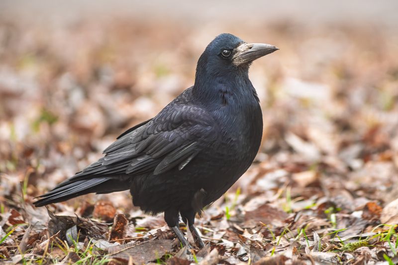 животные, птицы, грач, природа, дикая природа, wildlife, nature, canon Птица года - Грач фото превью