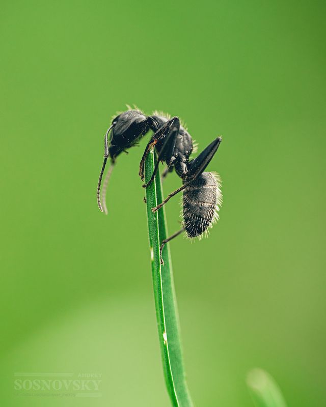 Дозорный фото превью