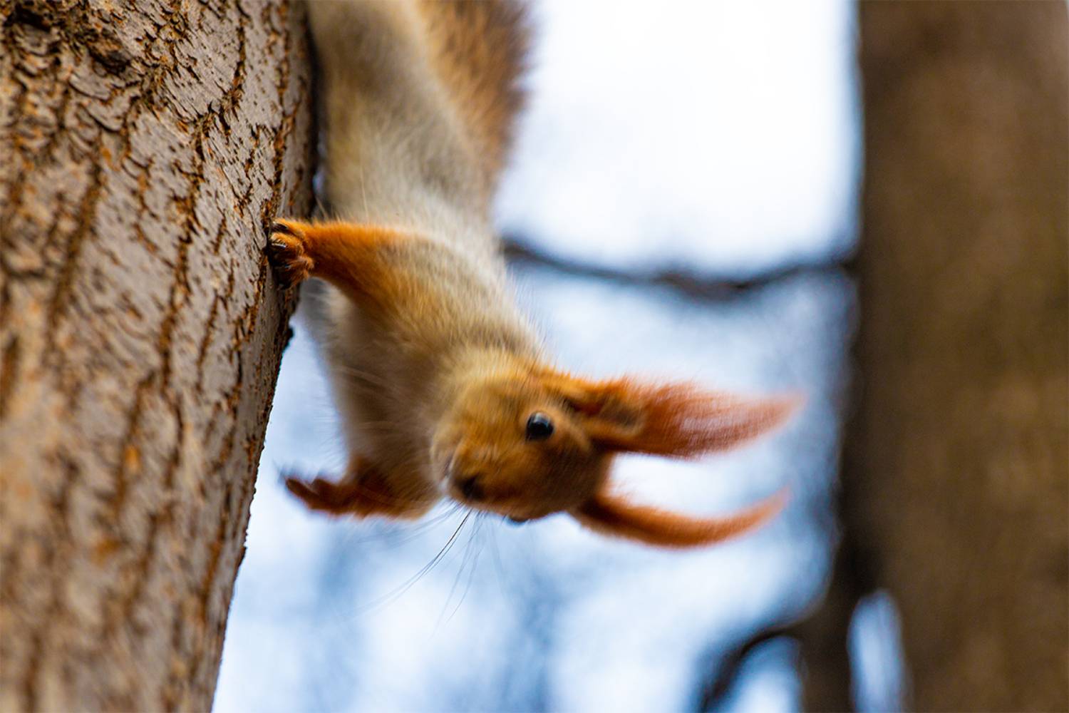 , Чудинин Дмитрий