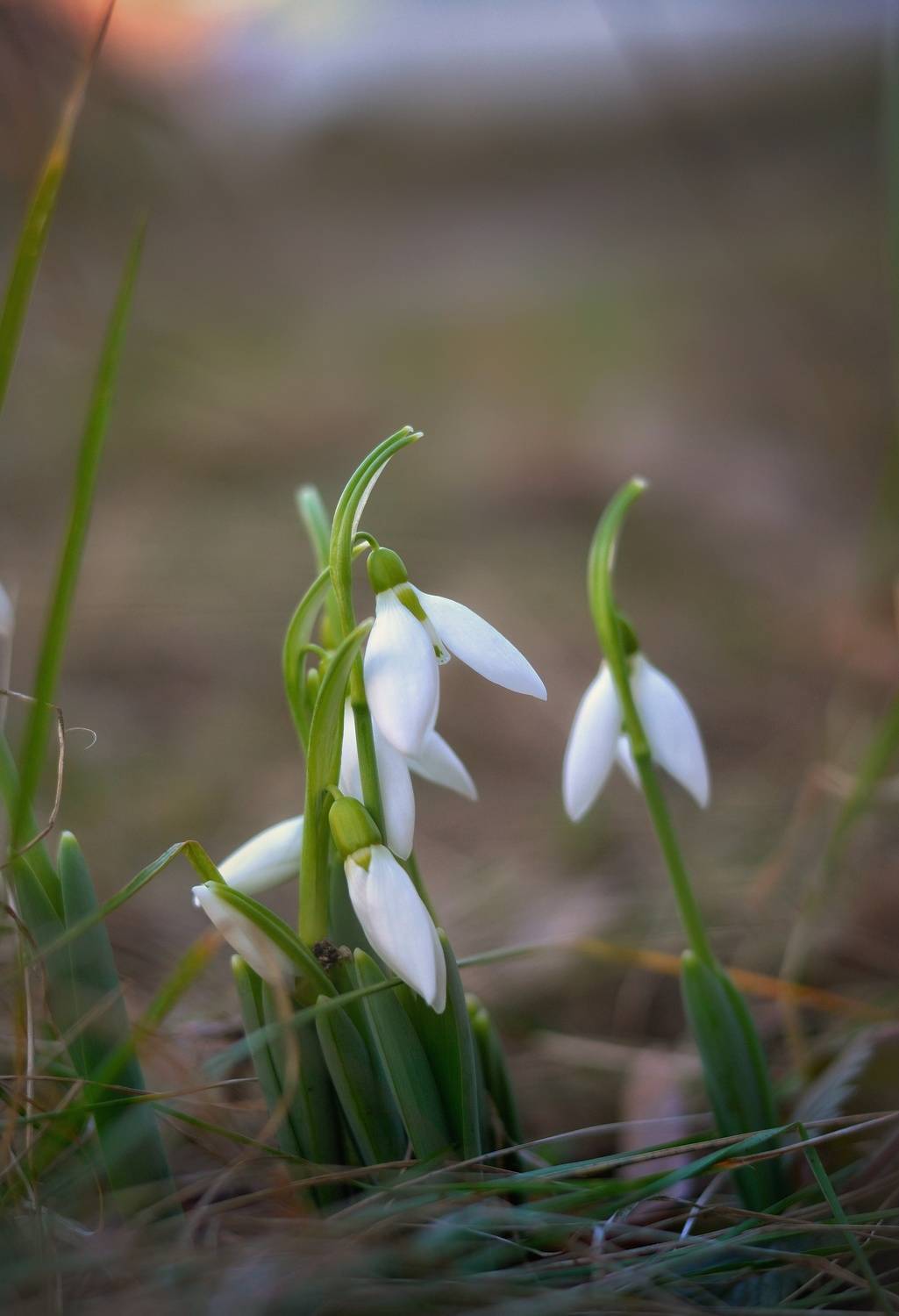 , Юлияна Стоянова