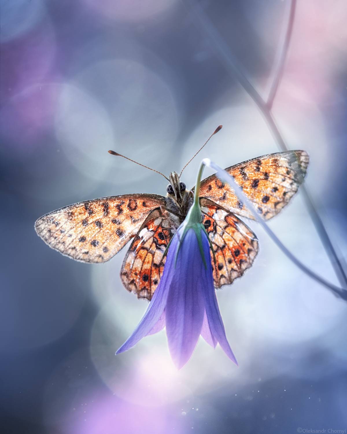 бабочка, душа, увядание, жизнь, мгновение, время, крылья, цветы, лето, макро, макро красота, макро мир, макро волшебство, фотограф чорный, саша чорный,, Чорный Александр