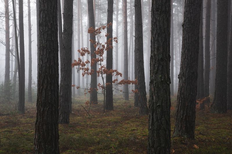В туманном лесу фото превью