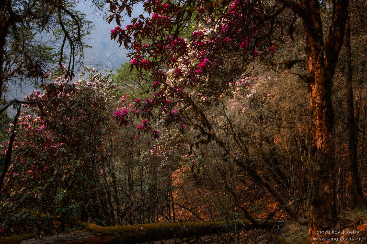 пейзажемагьё, пейзаж-как-виденье, Коваль Дмитр