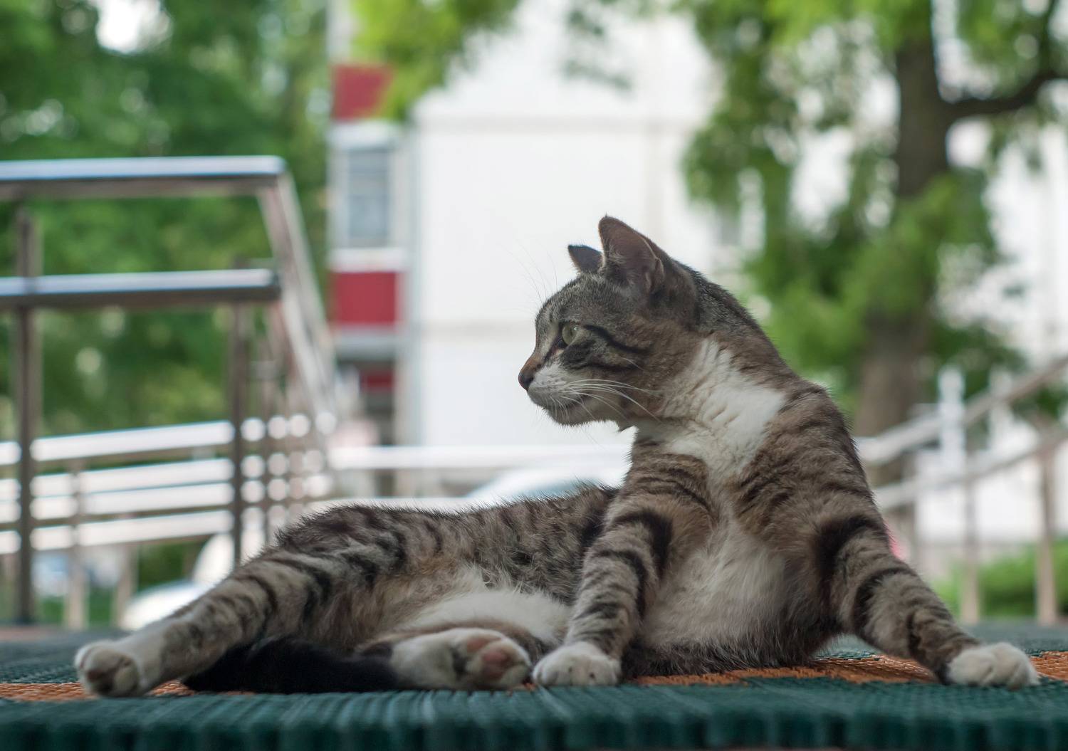 , Чепленко Алексей