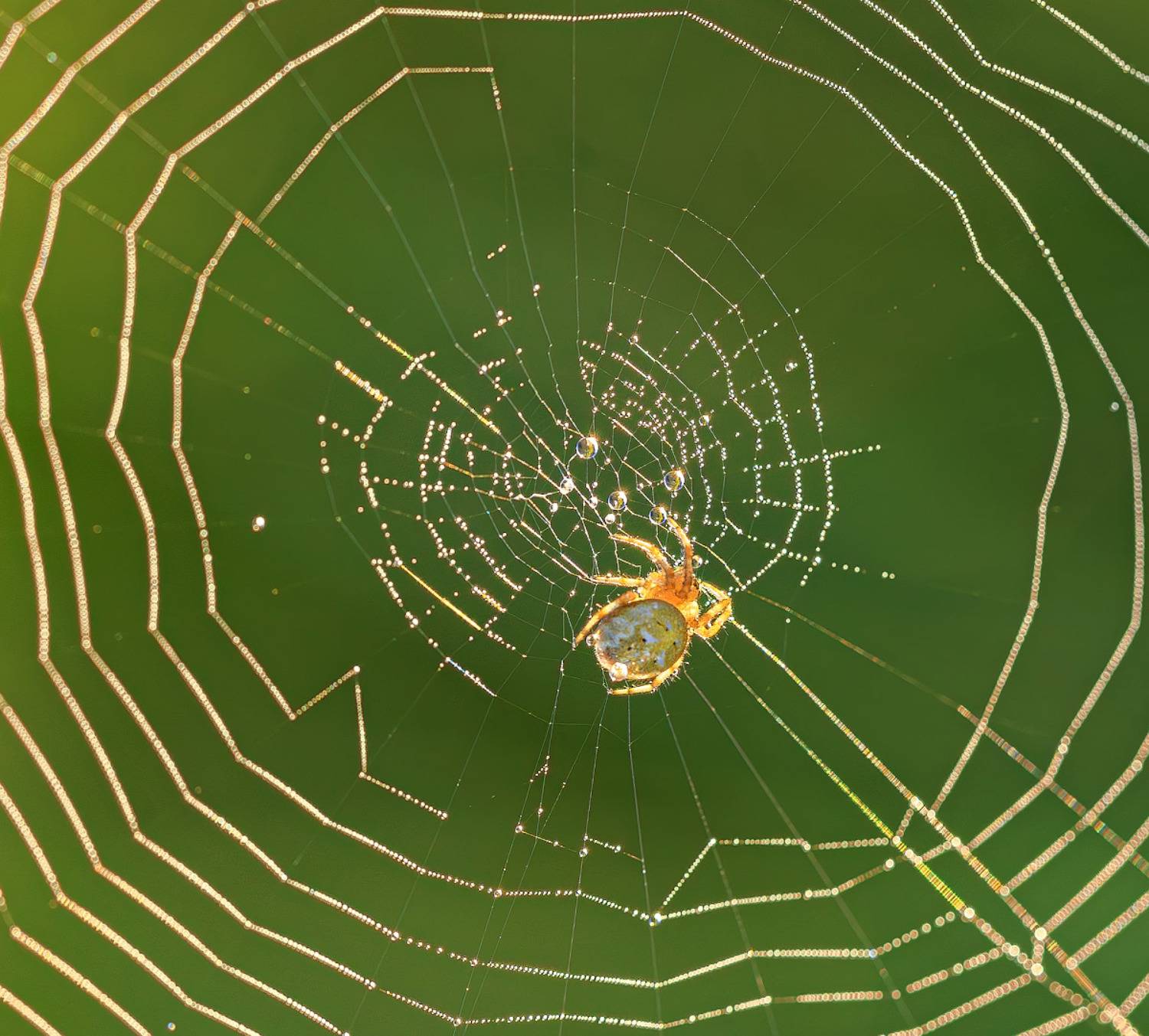 паук, паутина, утро, роса, капли, Борис Новиков