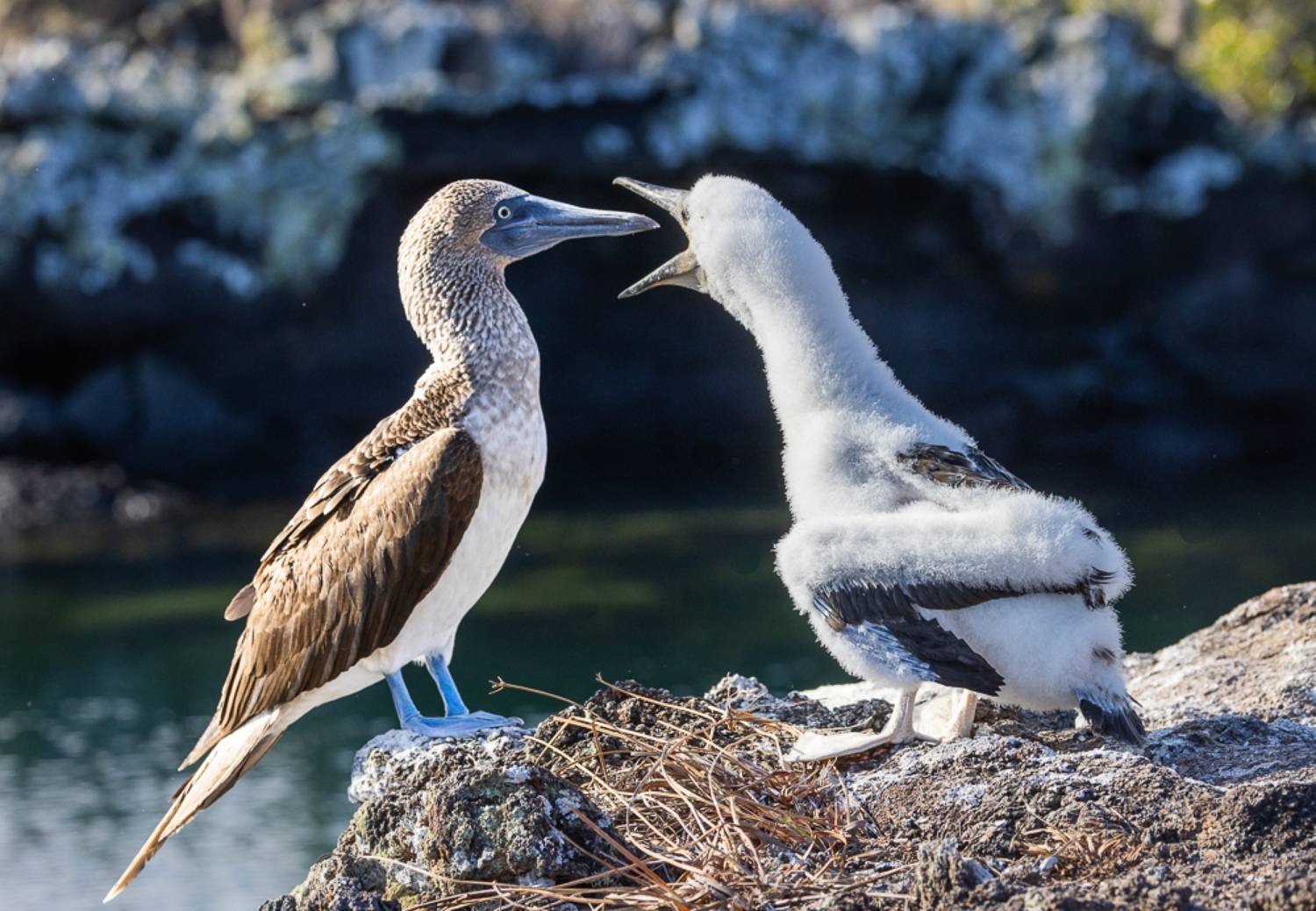 , Лозицкий Александр