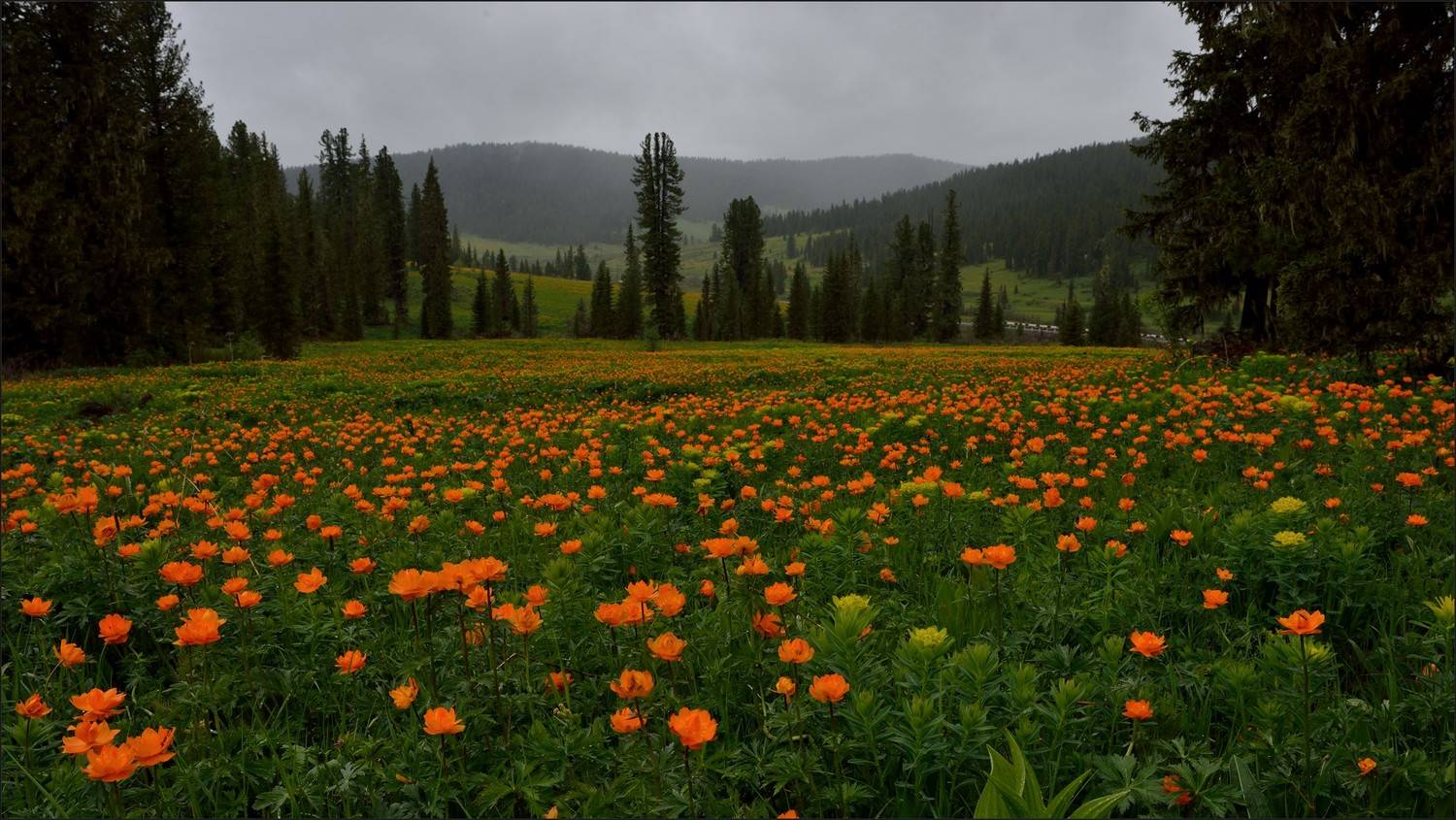 долина реки оя ергаки, Беляев Юрий
