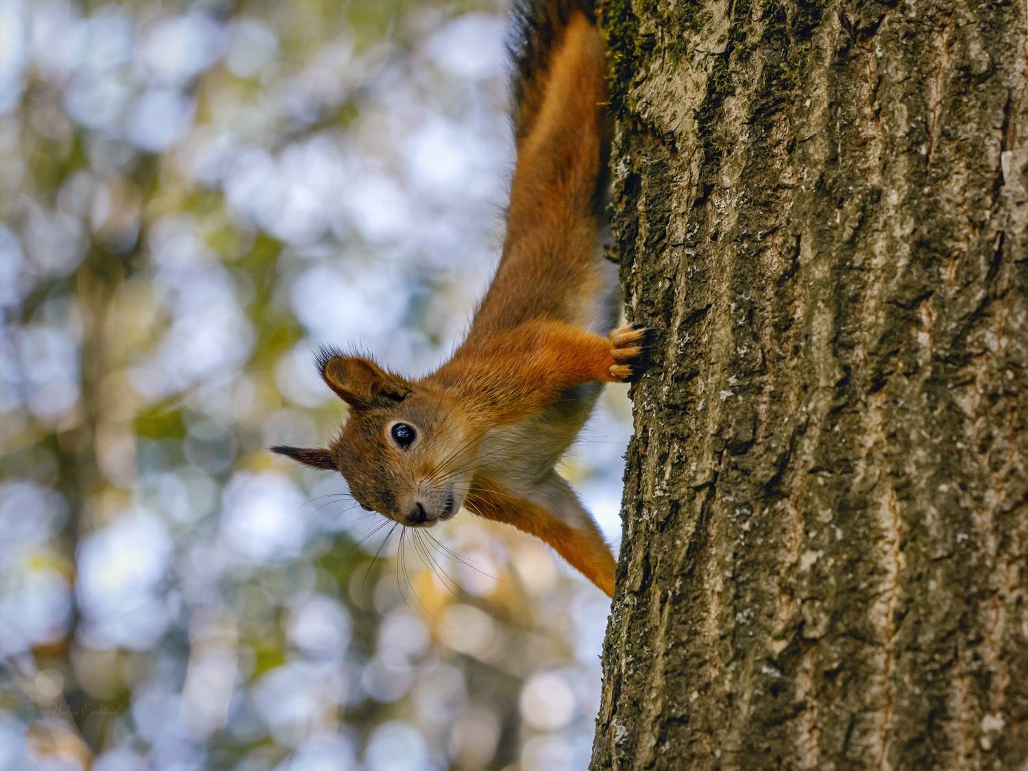 белка, Ершова Юлия