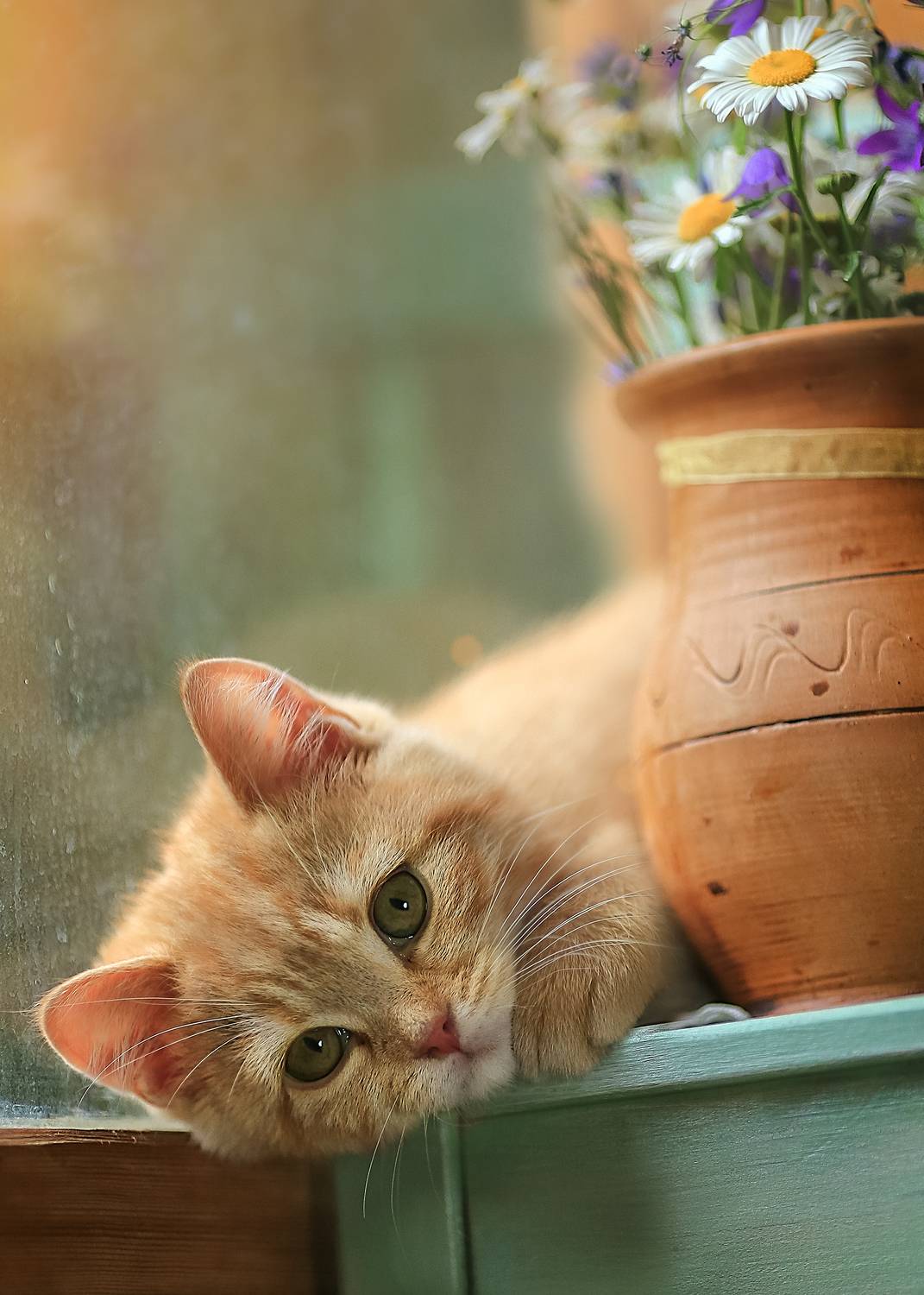 котенок, лето, балкон,  полевые цветы, кувшин,ирина горюкина ,беларусь, ИРИНА ГОРЮКИНА