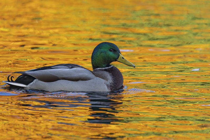 кряква, утка, золотая осень, осень, птицы, отражение Золото осени фото превью
