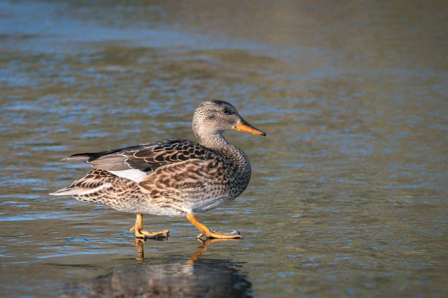 уточка, серая утка, самка,лед, gadwall; mareca strepera; anas strepera, female; ice, Наталья Паклина