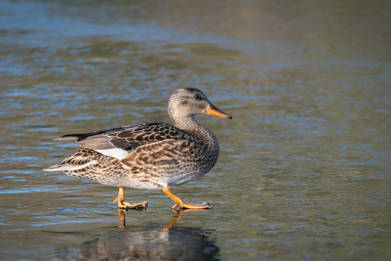 уточка, серая утка, самка,лед, gadwall; mareca strepera; anas strepera, female; ice По весеннему по льду... фото превью