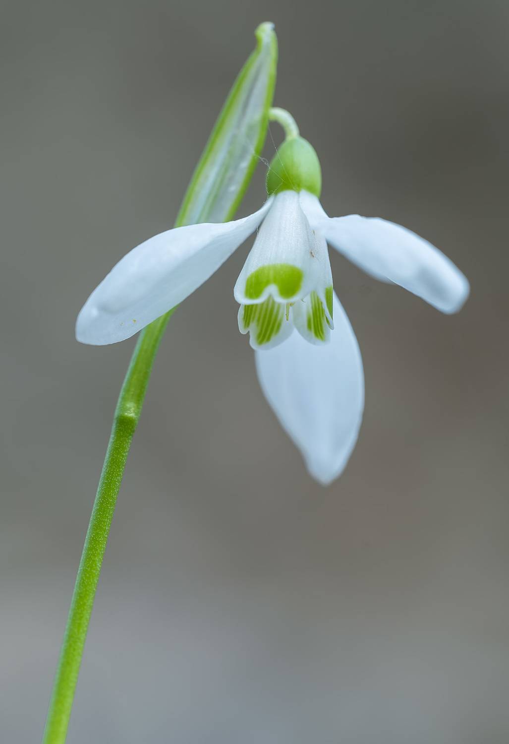 , Александр Земляной