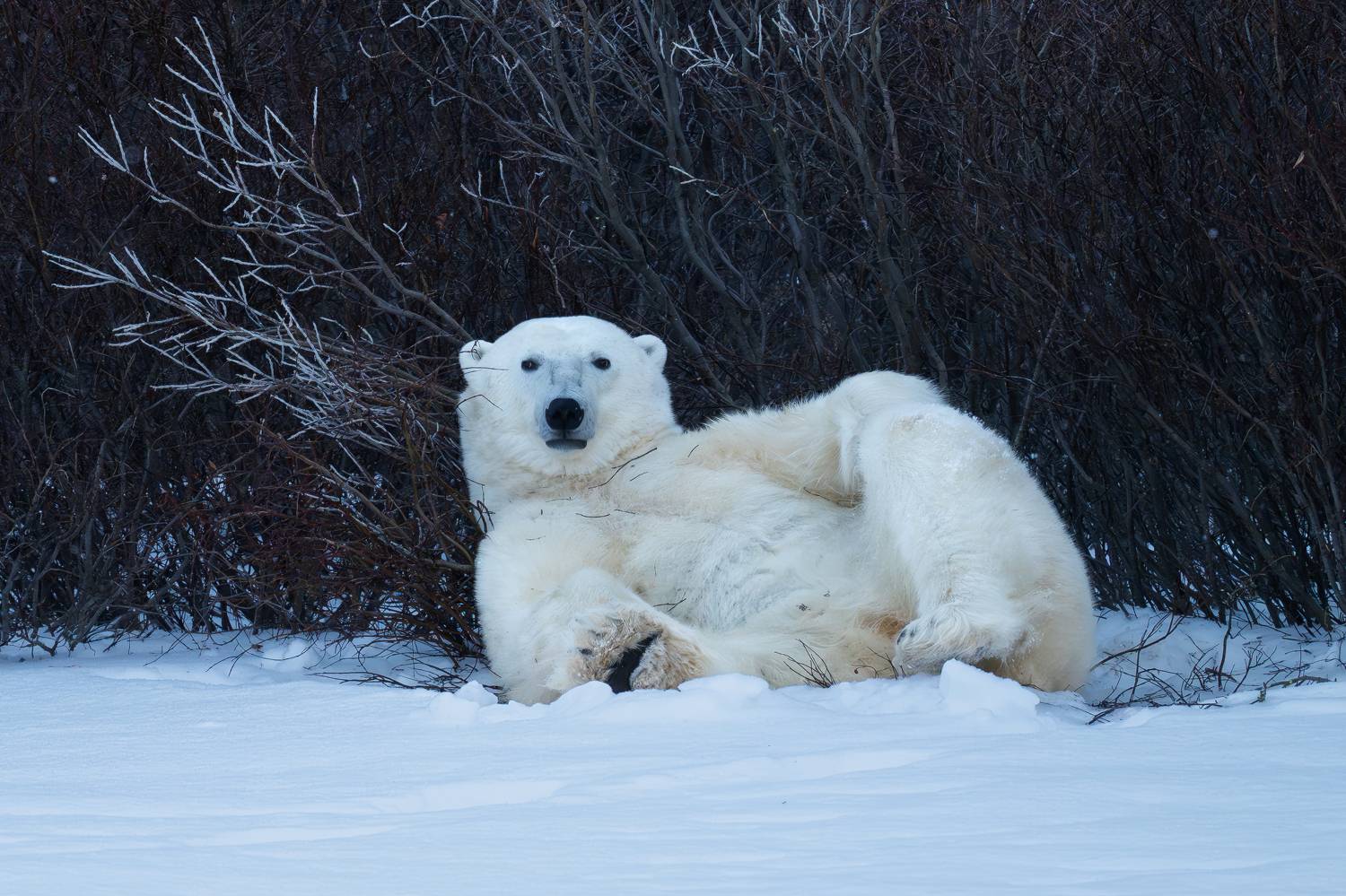 белый, медведь, Сулоев Алексей