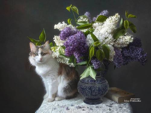 Натюрморт с сиренью и кошкой