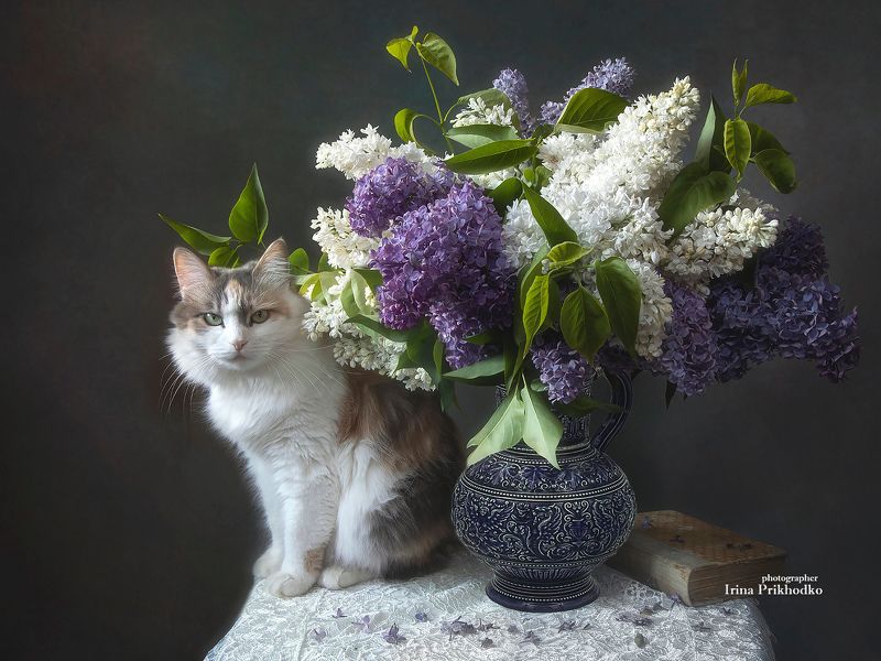 Натюрморт с сиренью и кошкой фото превью