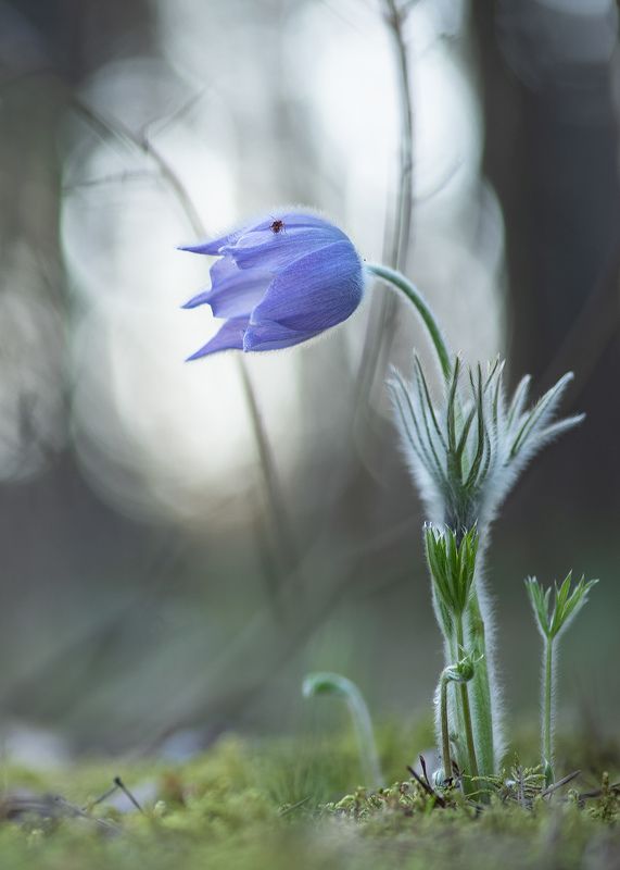 сон трава, россия, весна, апрель, воронеж, красота, nikon d 850, готические сны, carl zeiss makro-planar t* 100mm f/2 zf.2 С клопиком... фото превью