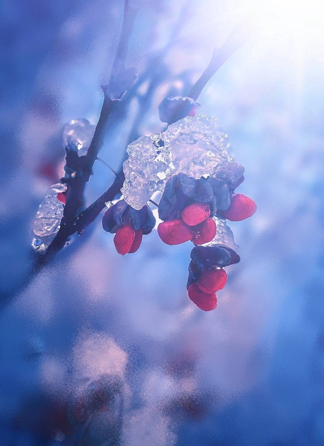 макро, macro, зима, winter, Julia Kaissa