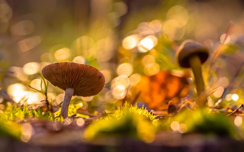 .... фото превью