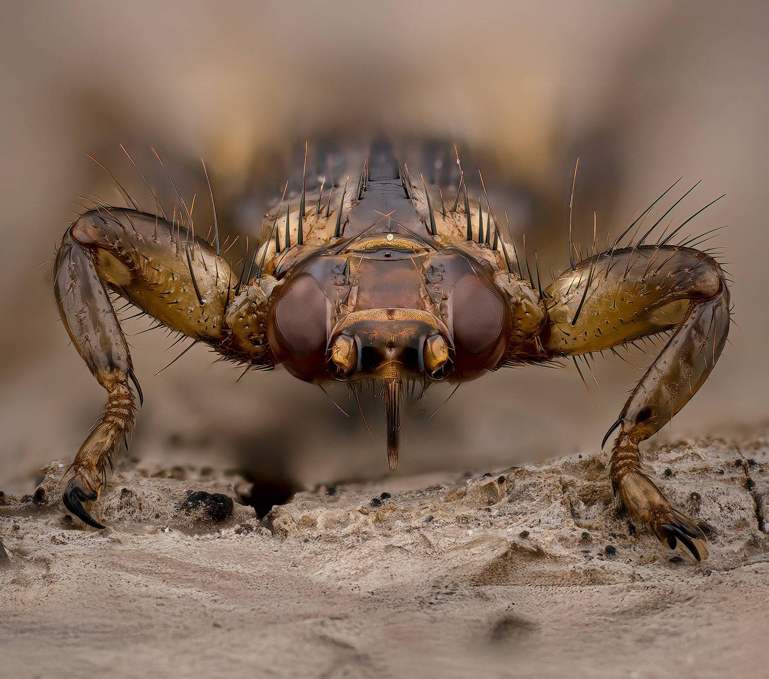 diptera, lipoptena cervi, оленья кровососка, briedmusė, Eugenijus Kavaliauskas