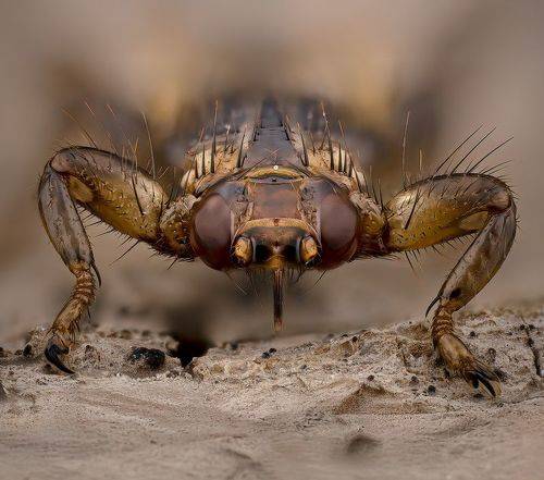 Кровопийца