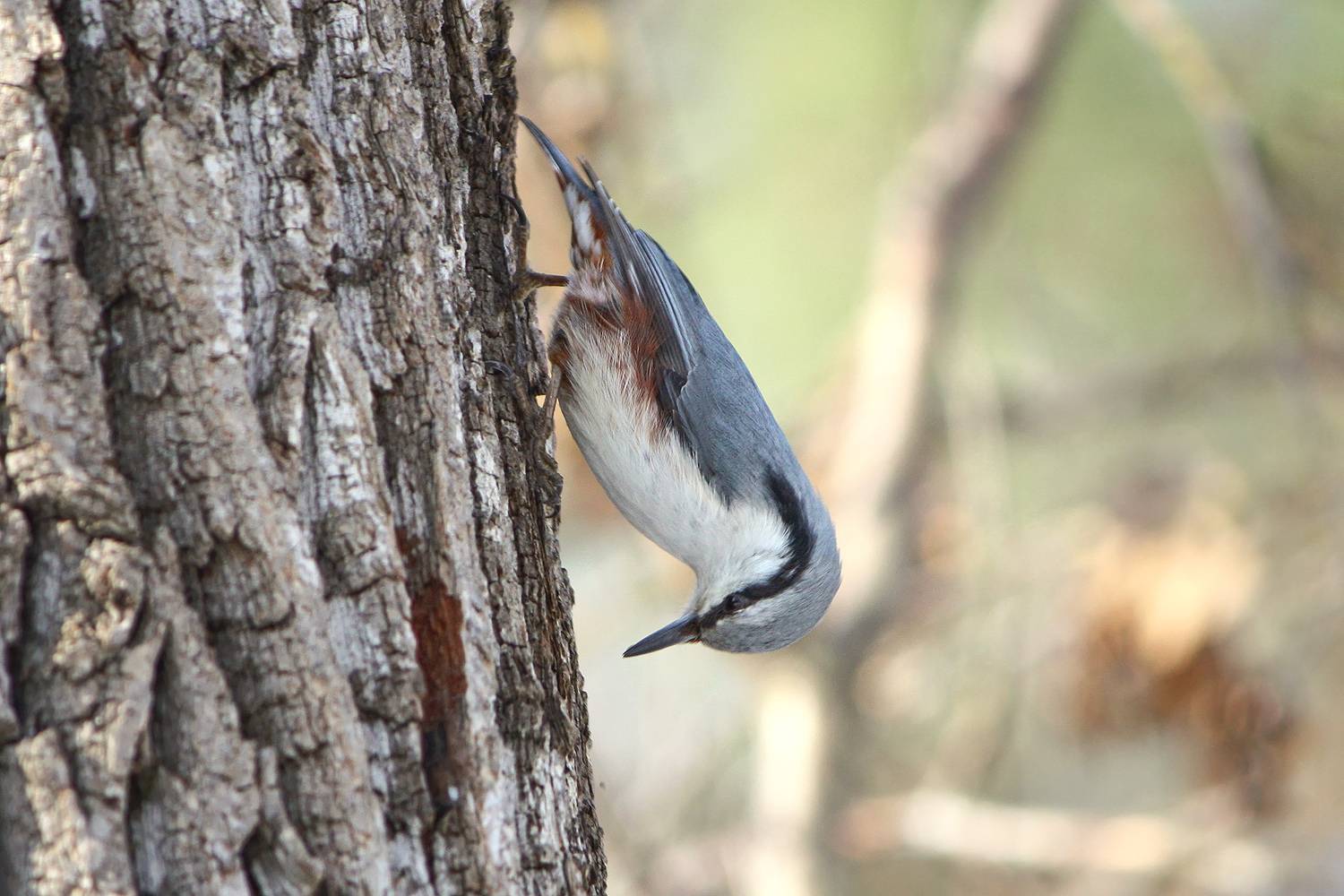 поползень, обыкновенный поползень, ямщик, sitta europaea, КарОл