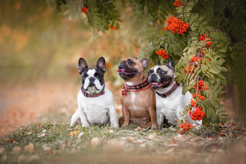 Французские булочки фото превью