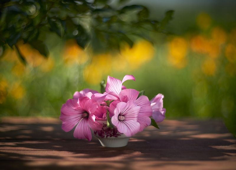 лаватера фото превью