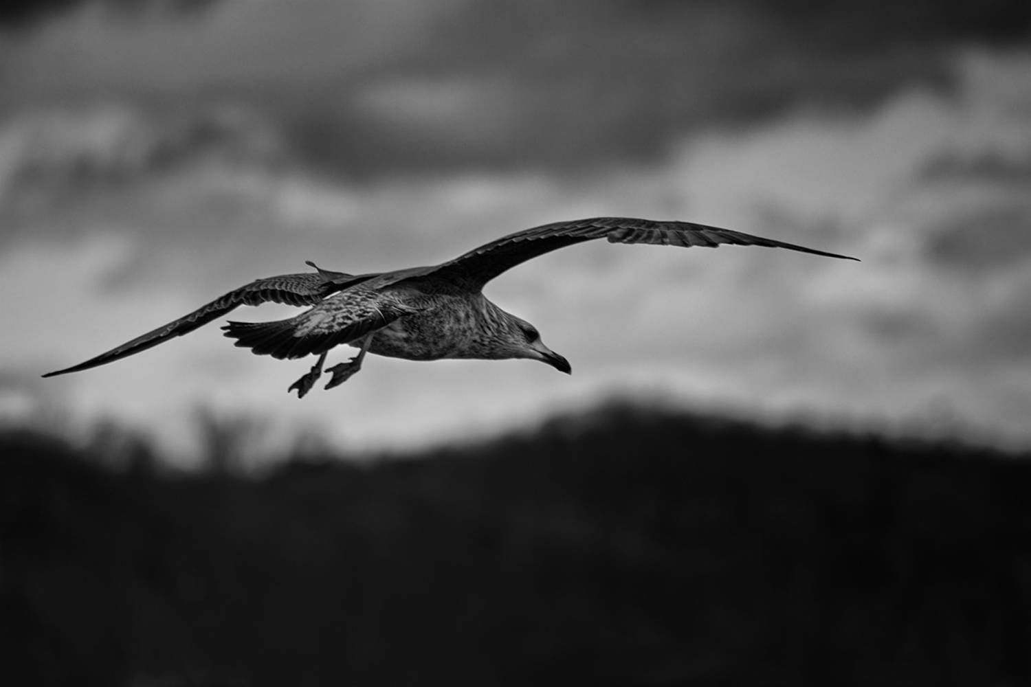 bird, птица, чайка, сизая чайка, море, балтийское море, зима, калининград, Хилько Марина