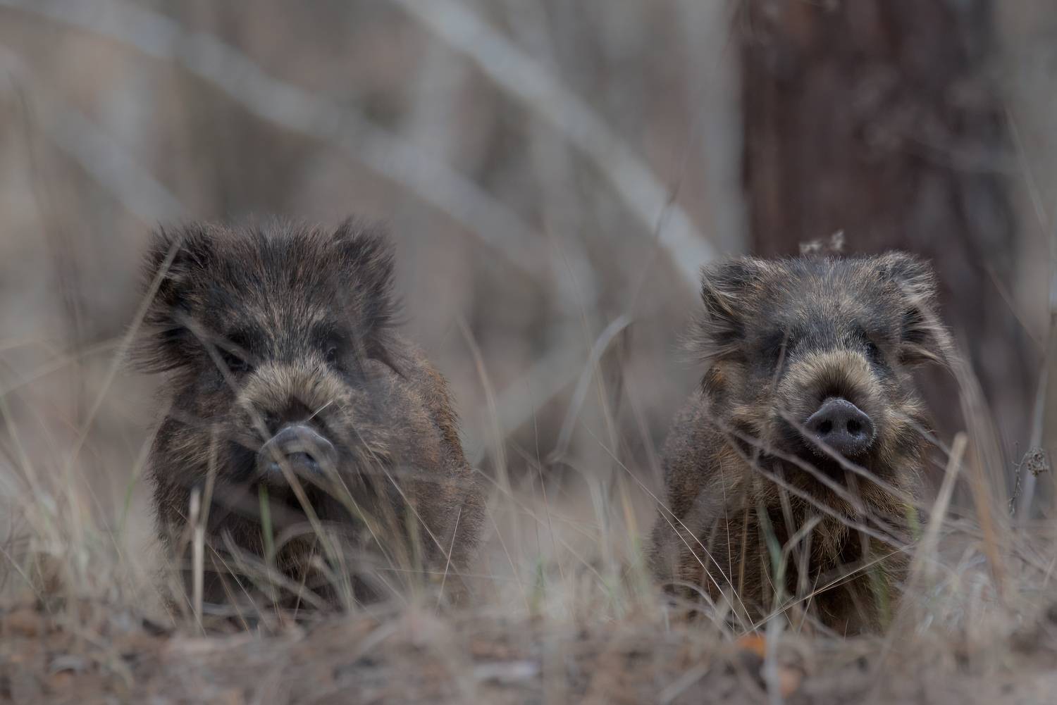 кабан, лес, поход, природа, boar, forest, nature, naturephotografy, nikon, nikonrussia, никон, Сергей Немцев