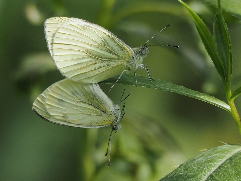 капустница, бабочка знакомство фото превью