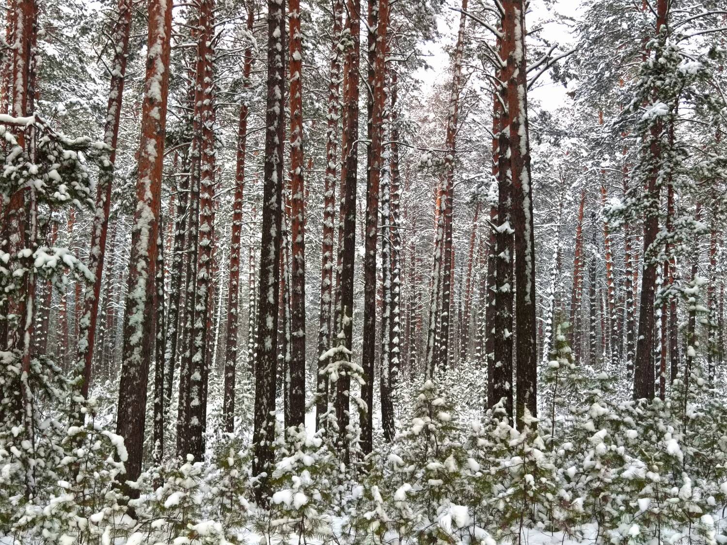 , Кузнецов Дмитрий