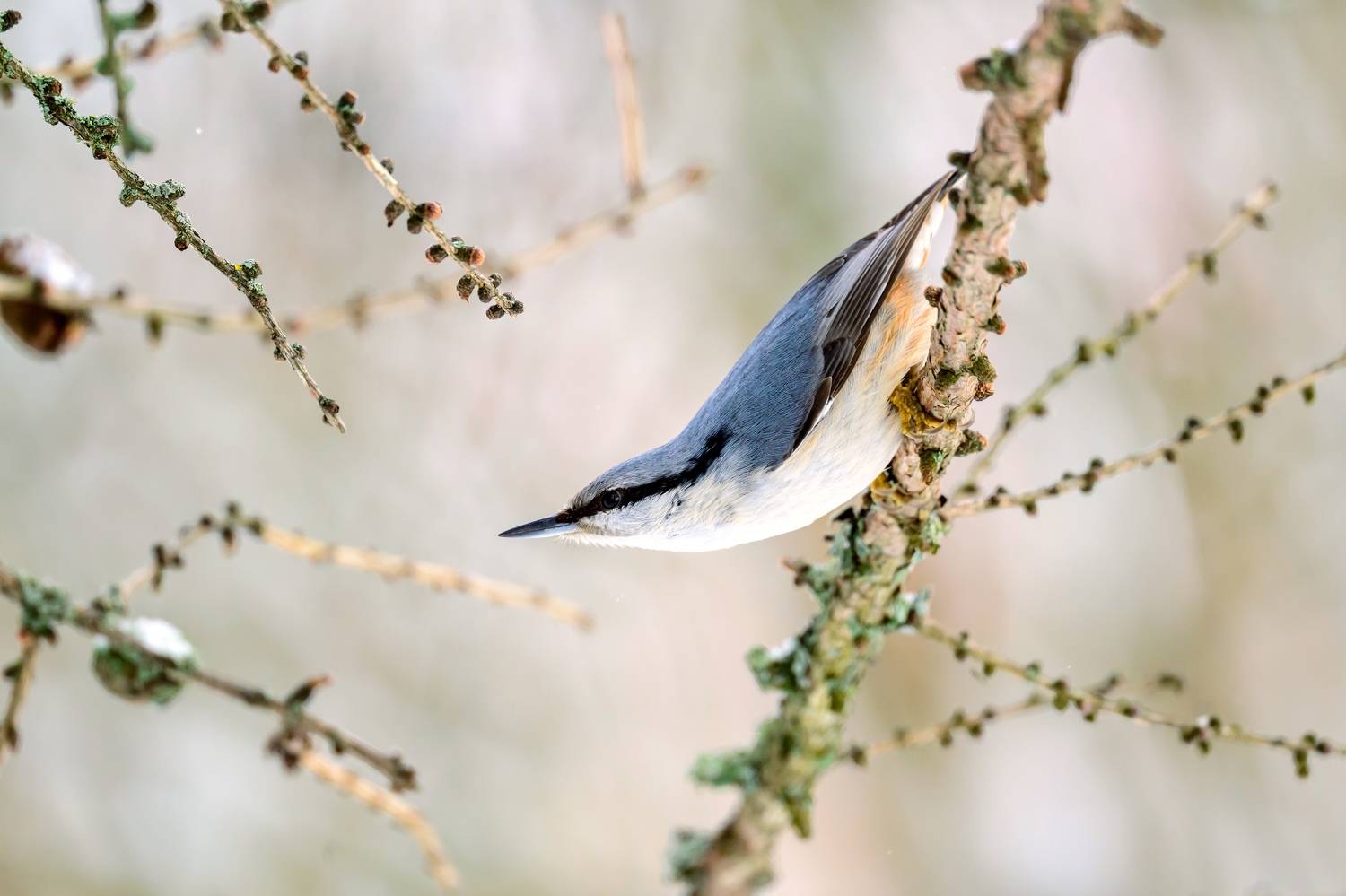 , Пупонин Сергей