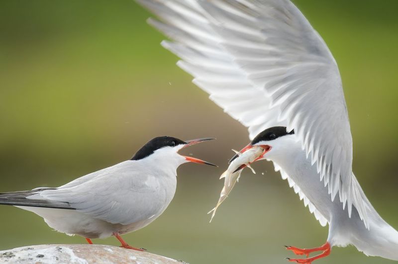 Подарок фото превью