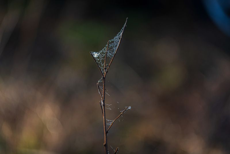 *** *** фото превью
