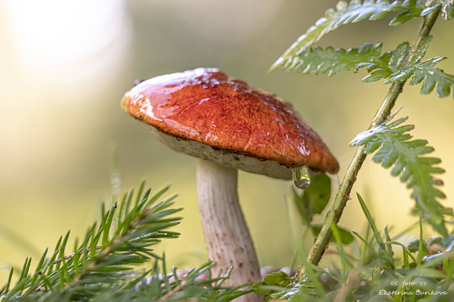 , Бурикова Екатерина