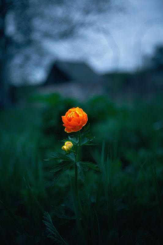 still life flower blossom floret floret фото превью