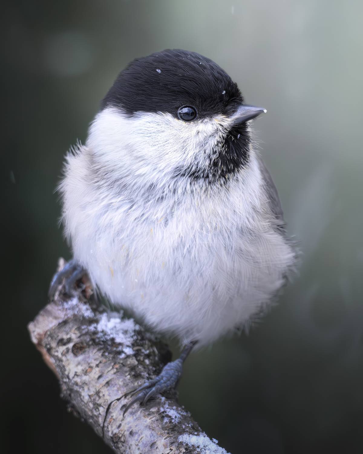 , Поляков Михаил