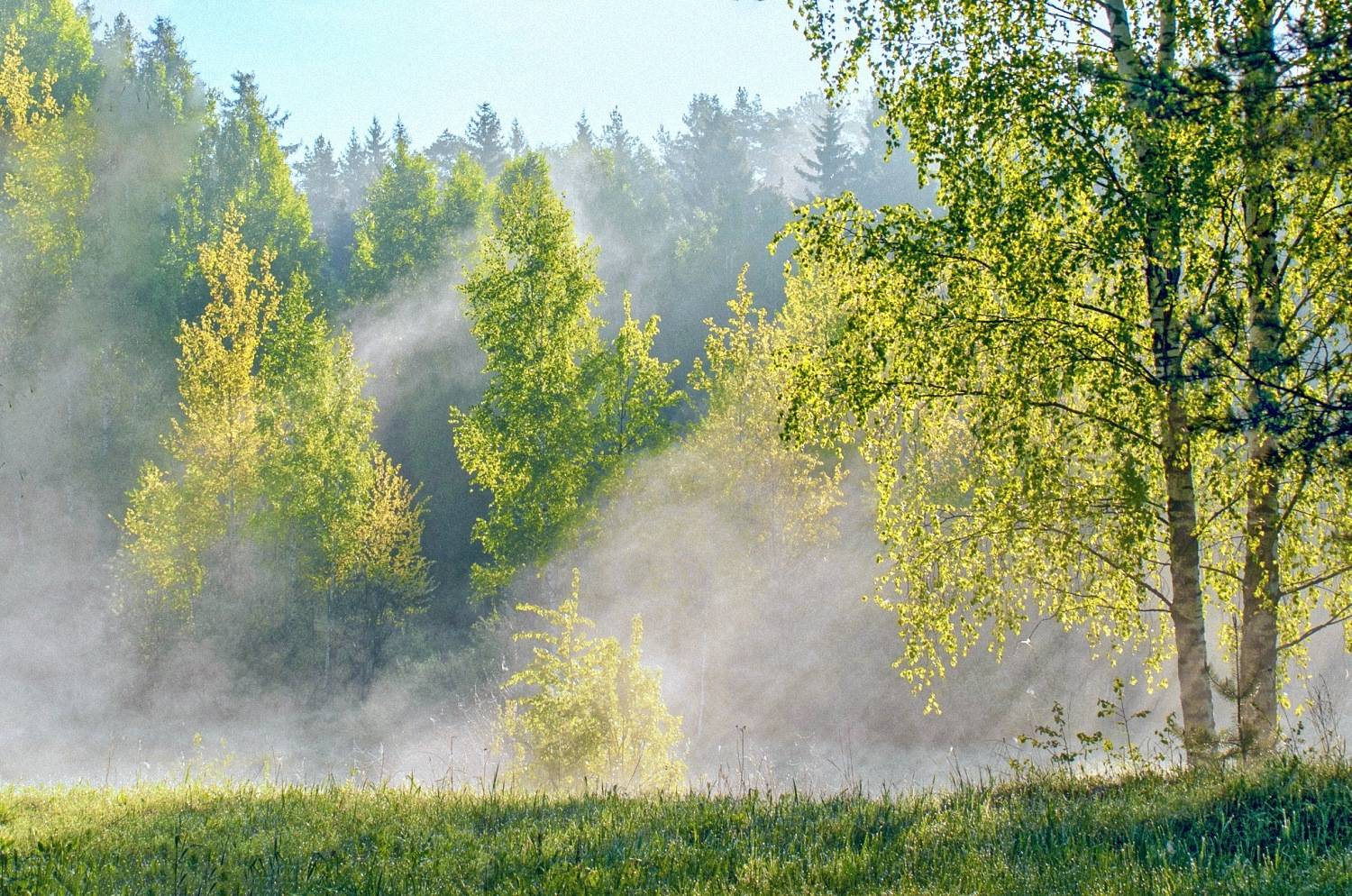 природа пейзаж лето лес березы туман дымка солнце подмосковье, Юрий Спасенников