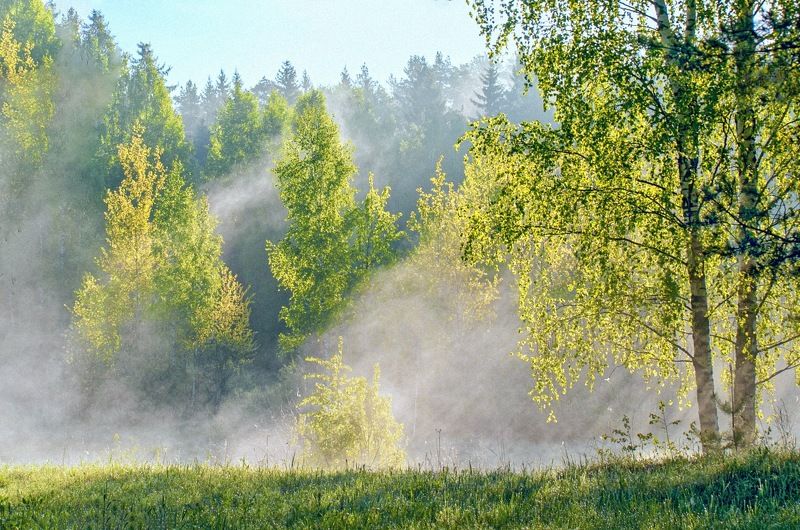 Светлый лес фото превью